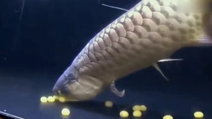 龍魚(yú)幾月份產(chǎn)卵最好：龍魚(yú)產(chǎn)卵時(shí)間主要取決于其性成熟的時(shí)間和生活環(huán)境 龍魚(yú)幾月份產(chǎn)卵最好：龍魚(yú)產(chǎn)卵時(shí)間主要取決于其性成熟的時(shí)間和生活環(huán)境 龍魚(yú)百科 第3張