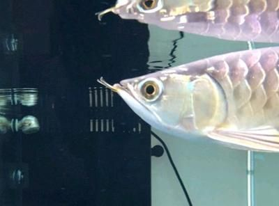 龍魚編碼查詢（龍魚編碼查詢是一個(gè)涉及芯片編碼、證書信息以及在線查詢工具的方法） 龍魚編碼查詢（龍魚編碼查詢是一個(gè)涉及芯片編碼、證書信息以及在線查詢工具的方法） 龍魚百科 第1張
