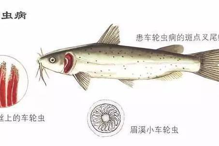 清遠水族批發市場在哪里(清遠市魚類批發市場在哪里)