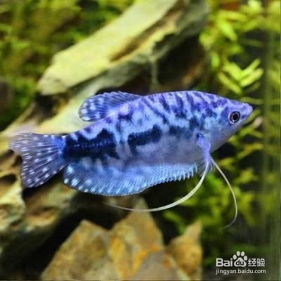 如何分辨曼龍魚公母：曼龍魚性別辨別方法 如何分辨曼龍魚公母：曼龍魚性別辨別方法 龍魚百科 第4張
