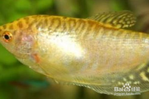 如何分辨曼龍魚公母：曼龍魚性別辨別方法 如何分辨曼龍魚公母：曼龍魚性別辨別方法 龍魚百科 第5張
