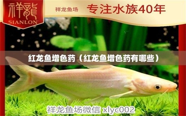 龍魚泡藥發色變紅，龍魚泡藥發色變紅怎么辦