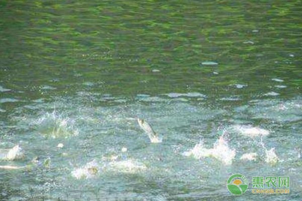 龍魚的特點描寫，如何鑒別龍魚品種優(yōu)劣