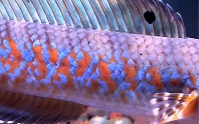 雷龍魚發色原理（如何檢測雷龍魚水質優劣）