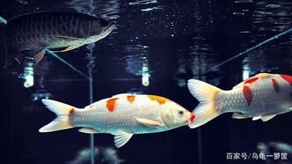 龍魚配什么清道夫最好，清道夫魚與龍魚混養的注意事項