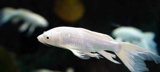 40公分的龍魚一天喂幾次：40公分的龍魚每天喂食的次數是多少？ 40公分的龍魚一天喂幾次：40公分的龍魚每天喂食的次數是多少？ 龍魚百科 第3張