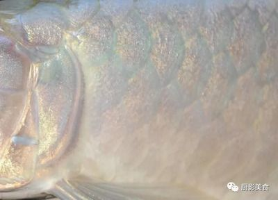 龍魚吃魚食嗎，成年龍魚每天喂食2次