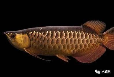 龍魚吃魚食嗎，成年龍魚每天喂食2次