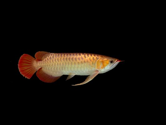 上海紅龍魚專賣店在哪（上海紅龍魚專賣店）
