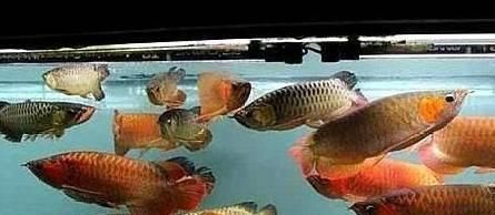 龍魚跟地圖可以一起養嗎（龍魚和地圖魚可以一起養嗎）