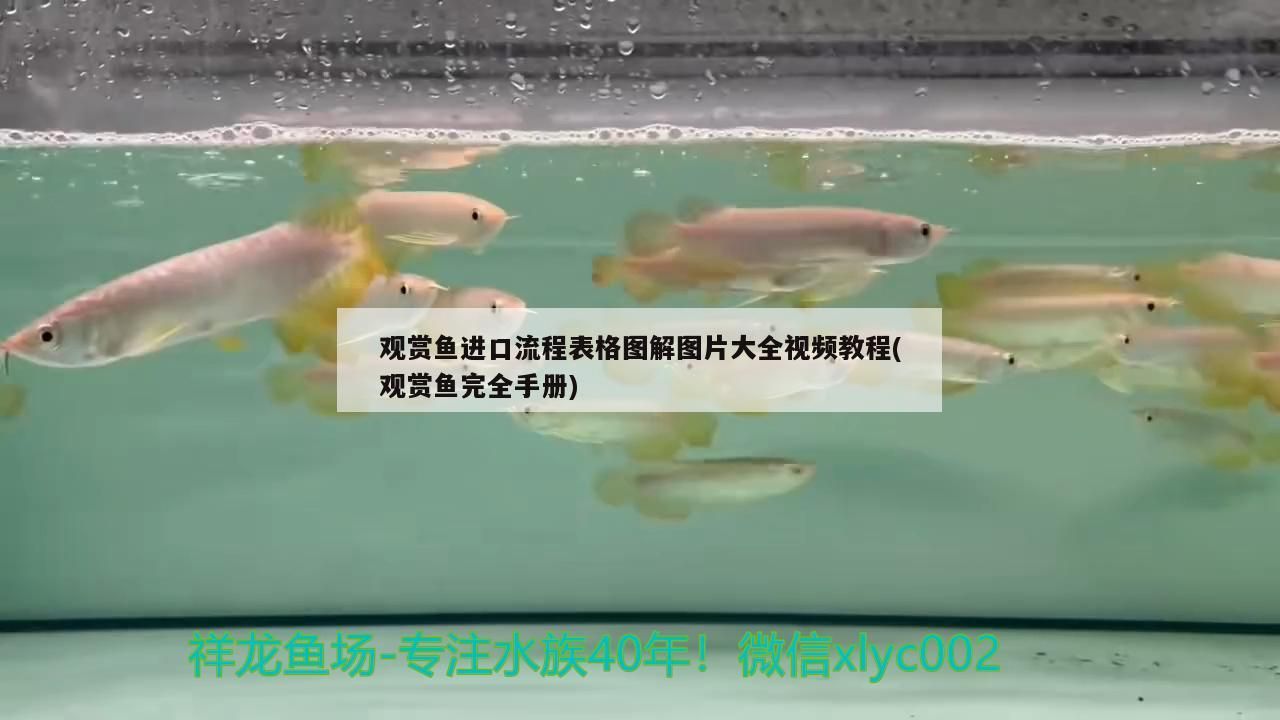新買的魚缸用什么東西消毒好（新買來的魚缸怎么清洗消毒）
