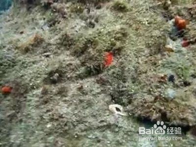 龍魚顏色突然變淺了怎么辦，龍魚的顏色突然變淺怎么辦