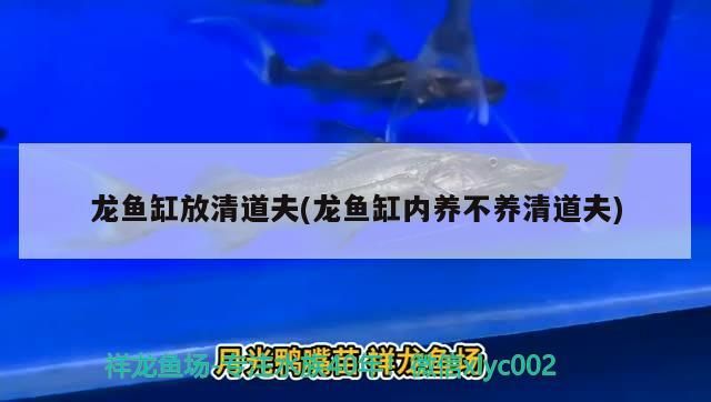 龍魚什么時間開燈發色好看 龍魚什么時間開燈發色好看一點