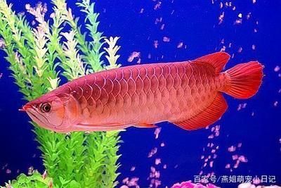 龍魚有什么寓意和象征擺在家里哪個地方好