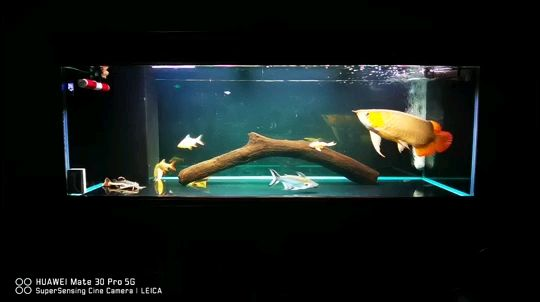 水族樂園魚缸插電源能用嗎視頻（水族樂園魚缸插電源能用嗎視頻教程）