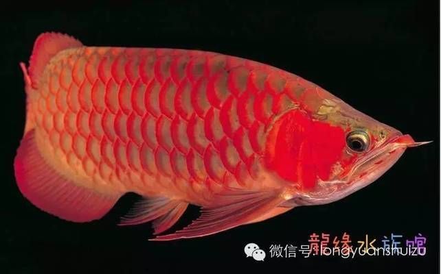 龍魚龍魚，龍魚養(yǎng)殖技巧，龍魚品種鑒別方法
