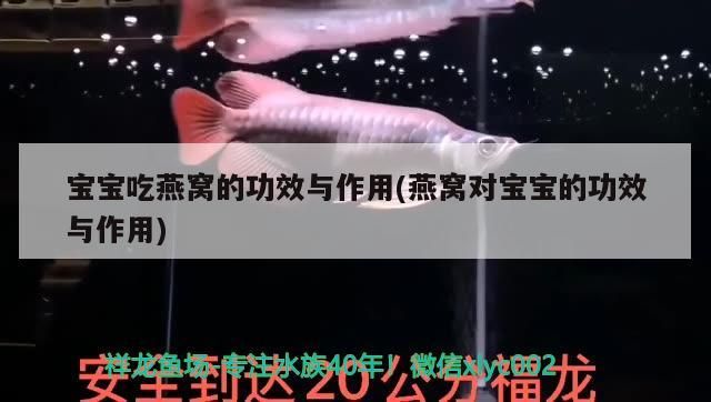 魚缸水泵不出氣泡只出水(魚缸水泵不出氣泡了是怎么回事) 龍魚百科 第3張 魚缸水泵不出氣泡只出水(魚缸水泵不出氣泡了是怎么回事) 魚缸水泵不出氣泡只出水(魚缸水泵不出氣泡了是怎么回事) 龍魚百科 第3張