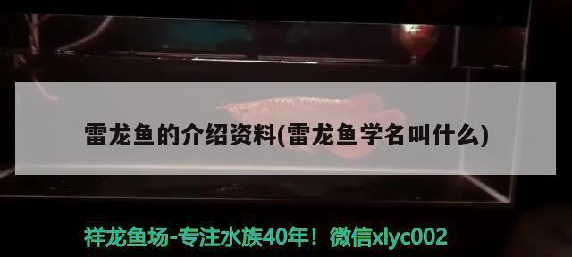 品相最好的金龍魚(yú)是什么魚(yú)：什么樣的金龍魚(yú)最值錢(qián)
