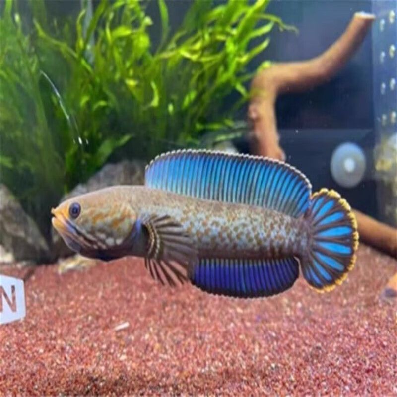 冷水雷龍魚都有哪些顏色，冷水雷龍魚品種價格對比藍鉆雷龍魚色彩保護措施