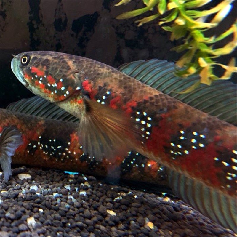 冷水雷龍魚都有哪些顏色，冷水雷龍魚品種價格對比藍鉆雷龍魚色彩保護措施