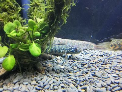 冷水雷龍魚都有哪些顏色，冷水雷龍魚品種價格對比藍鉆雷龍魚色彩保護措施
