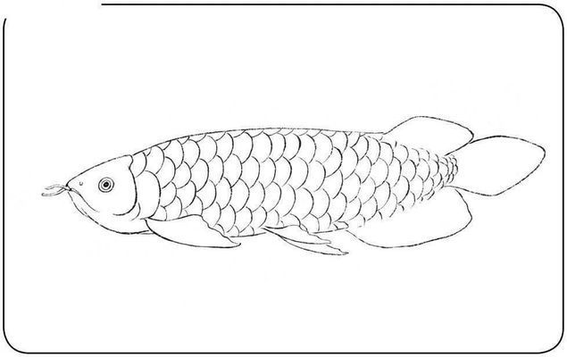 龍魚畫畫，工筆畫龍魚簡筆畫入門步驟彩色鉛筆畫龍魚色彩搭配