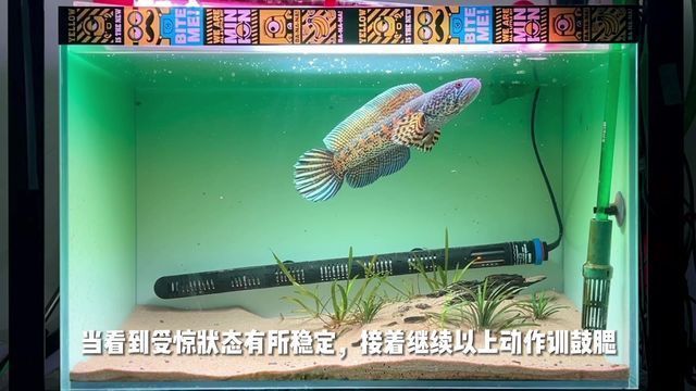 黃金眼鏡蛇雷龍魚怎么訓練咬缸？（如何訓練黃金眼鏡蛇雷龍魚咬缸）