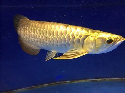 哪一種龍魚好養殖又便宜又好養，新手如何選擇龍魚品種