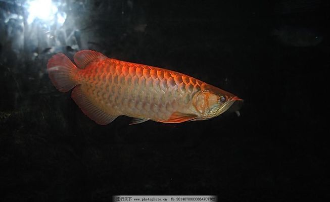 龍魚喜歡吃什么小魚，金龍魚喜歡吃什么小魚