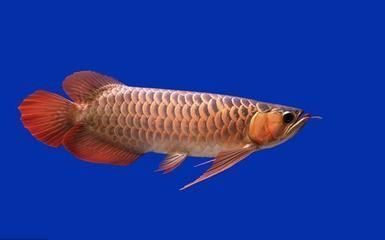 龍魚喜歡吃什么小魚，金龍魚喜歡吃什么小魚