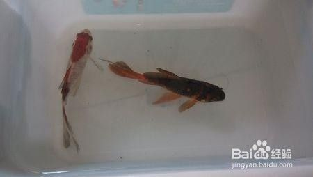 魚缸水渾怎么辦水才會清，如何選擇合適的過濾材料？魚缸水質檢測方法介紹 魚缸水渾怎么辦水才會清，如何選擇合適的過濾材料？魚缸水質檢測方法介紹 龍魚百科 第4張