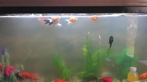 魚缸水渾怎么辦水才會清，如何選擇合適的過濾材料？魚缸水質檢測方法介紹 魚缸水渾怎么辦水才會清，如何選擇合適的過濾材料？魚缸水質檢測方法介紹 龍魚百科 第5張