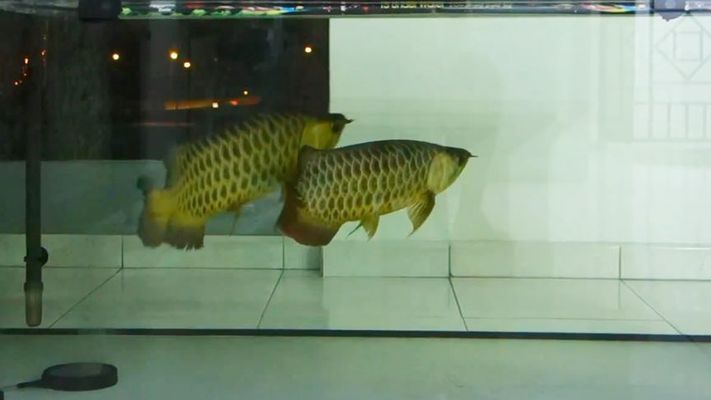 龍魚配對成功概率大嗎（如何判斷龍魚的配對成功率）
