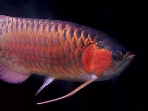 龍魚配對成功概率大嗎（如何判斷龍魚的配對成功率）