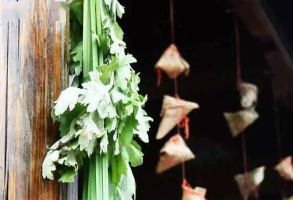 龍魚麻醉過量怎么處理視頻教程 龍魚麻醉需要停食嗎