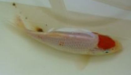 龍魚眼睛有白膜怎么治好的：龍魚眼睛有白膜怎么治好