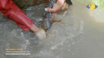 龍魚怎么下崽，龍魚的繁殖需要精心準備和管理，提高龍魚繁殖的成功率
