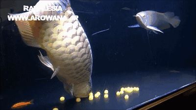 龍魚魚鰭充血怎么回事：龍魚鰭充血現(xiàn)象的觀察與理解