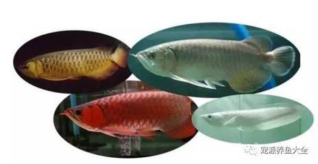 金龍魚和銀龍魚能雜交嗎，金龍魚和銀龍魚可以雜交嗎？