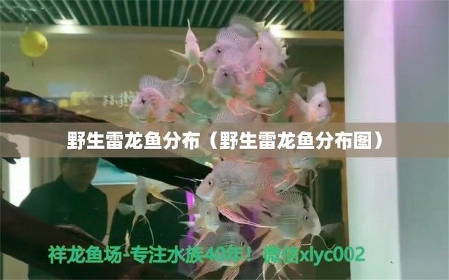 龍魚級別分布圖，龍魚級別與市場價格關系