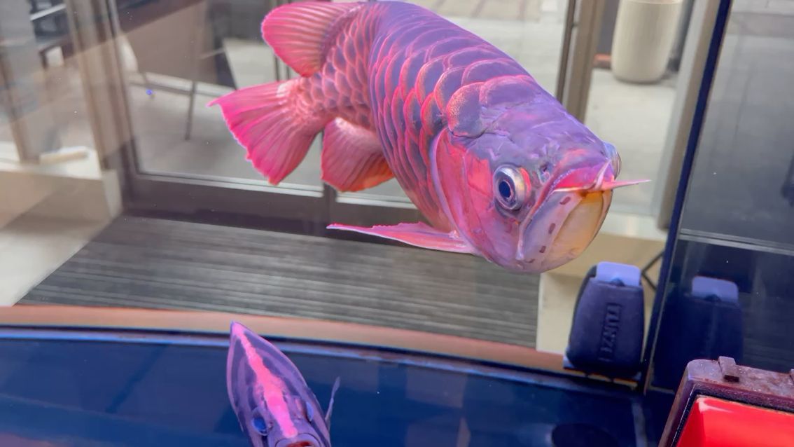 銀龍魚喂什么長的快點(銀龍魚喂什么長的快點好)