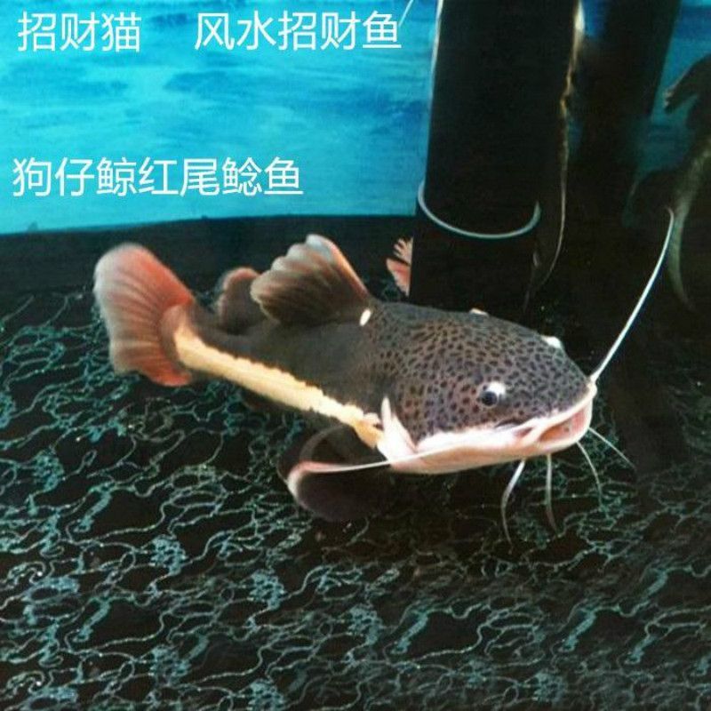 黃金貓魚混養注意事項，黃金貓魚和金魚混養時需要注意以下幾點：確保兩種魚的體型差異不大