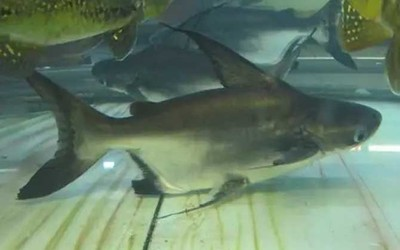 龍魚下嘴唇爛了怎么治好的：龍魚下嘴唇爛了怎么治好，全面解析與應(yīng)對策略