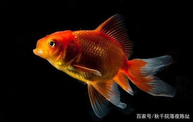 金龍魚好養(yǎng)不好養(yǎng)怎么辦呢，養(yǎng)殖金龍魚需要注意水質管理、水質管理、水質管理措施 金龍魚好養(yǎng)不好養(yǎng)怎么辦呢，養(yǎng)殖金龍魚需要注意水質管理、水質管理、水質管理措施 龍魚百科 第5張