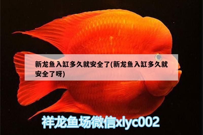 新龍魚入缸多久就安全了(新龍魚入缸多久就安全了呀) 新龍魚入缸多久就安全了(新龍魚入缸多久就安全了呀) 龍魚百科 第3張