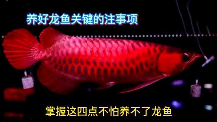 龍魚入門，澳洲星點龍魚飼養環境布置技巧，龍魚飼養環境的布置技巧