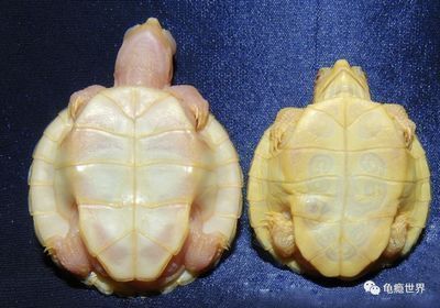 石家莊龍魚祥龍魚場(chǎng)電話