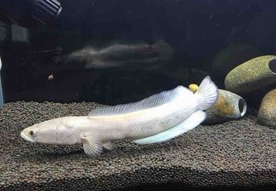 雷龍魚體長,關于雷龍魚體長的一些詳細信息 龍魚百科 第5張 雷龍魚體長,關于雷龍魚體長的一些詳細信息 雷龍魚體長,關于雷龍魚體長的一些詳細信息 龍魚百科 第5張