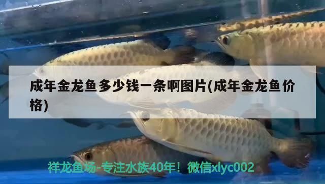 魚缸桶裝過濾器的原理圖（魚缸過濾桶過濾效果好嗎） 魚缸桶裝過濾器的原理圖（魚缸過濾桶過濾效果好嗎） 龍魚百科 第2張