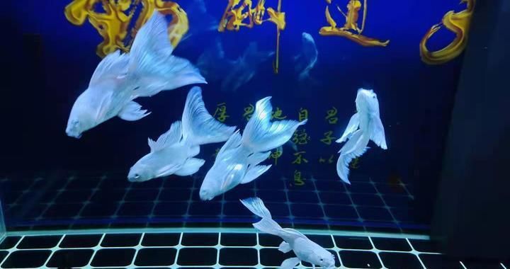 龍魚喂飼料好還是活食好一點呢：龍魚喂養之辯，飼料與活食，孰優孰劣？